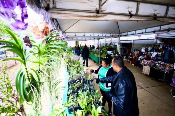 Prefeitura de Cuiab | Cuiab ter mais uma edio do Festival de Orqudeas e Rosas do Deserto
