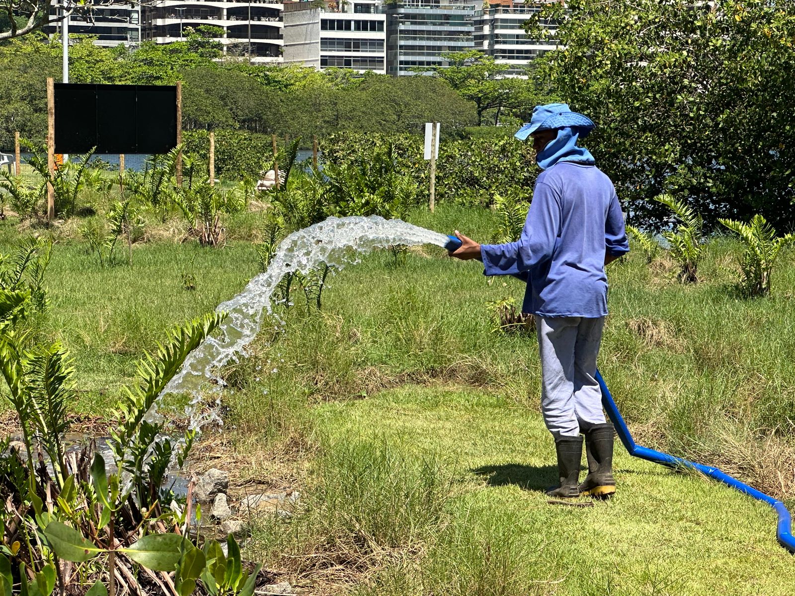 No Dia da Árvore, projeto de Naturalização promove uma explosão de biodiversidade na Lagoa Rodrigo de Freitas - Prefeitura da Cidade do Rio de Janeiro
