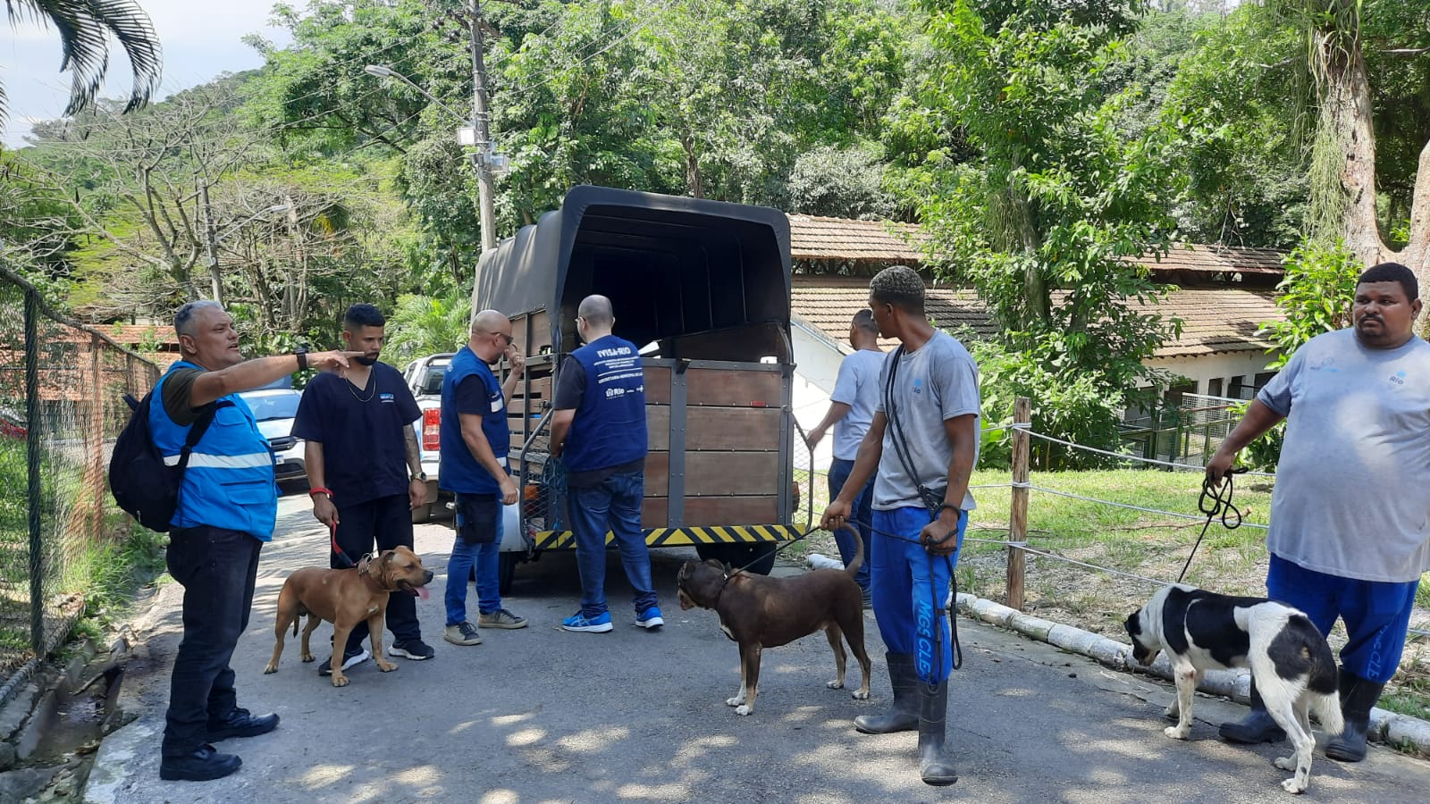 Prefeitura do Rio resgata 11 cães que viviam amarrados sob viaduto na Avenida Brasil - Prefeitura da Cidade do Rio de Janeiro