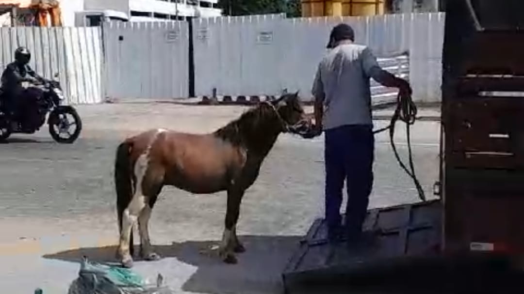 Operadores de trânsito da CET-Rio participam de resgate de cavalo em calha do BRT - Prefeitura da Cidade do Rio de Janeiro