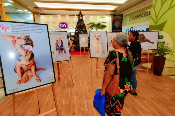 Prefeitura de Cuiab | Exposio de animais especiais j tem at "concorrncia" por alguns dos pets