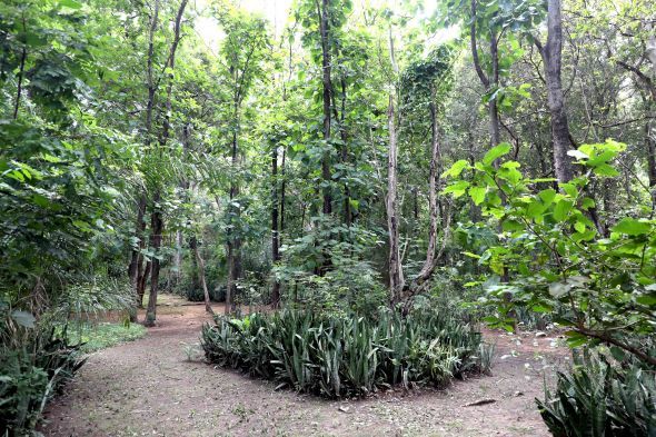 Prefeitura de Cuiab | Quase dez mil visitantes j exploraram a exuberante biodiversidade do Horto Florestal em oito meses