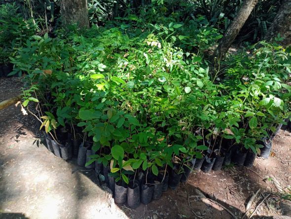 Prefeitura de Cuiab | Secretaria recebe 800 mudas do IFMT em reconhecimento ao trabalho pela educao ambiental