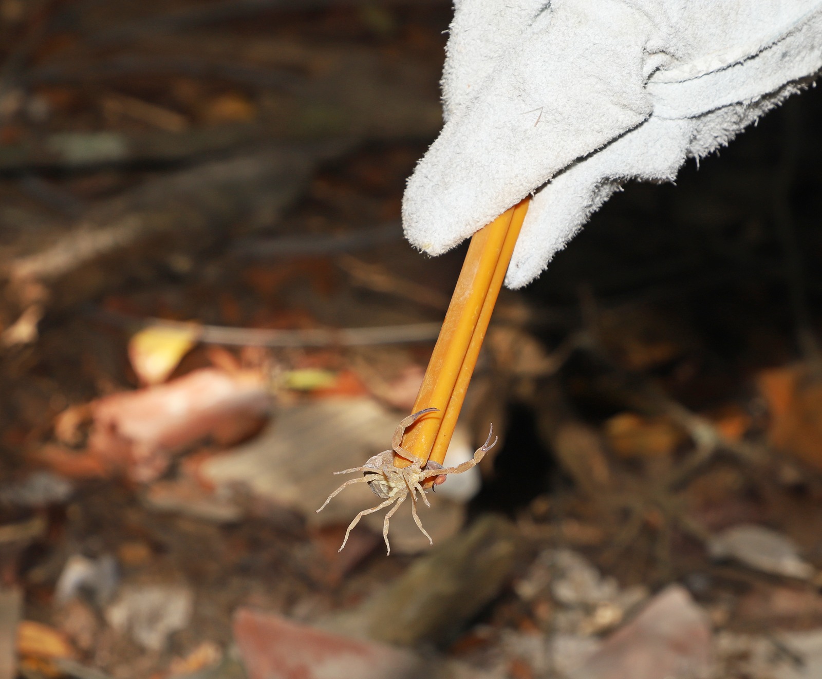 Vigilância Ambiental de Búzios orienta sobre risco de escorpiões no verão