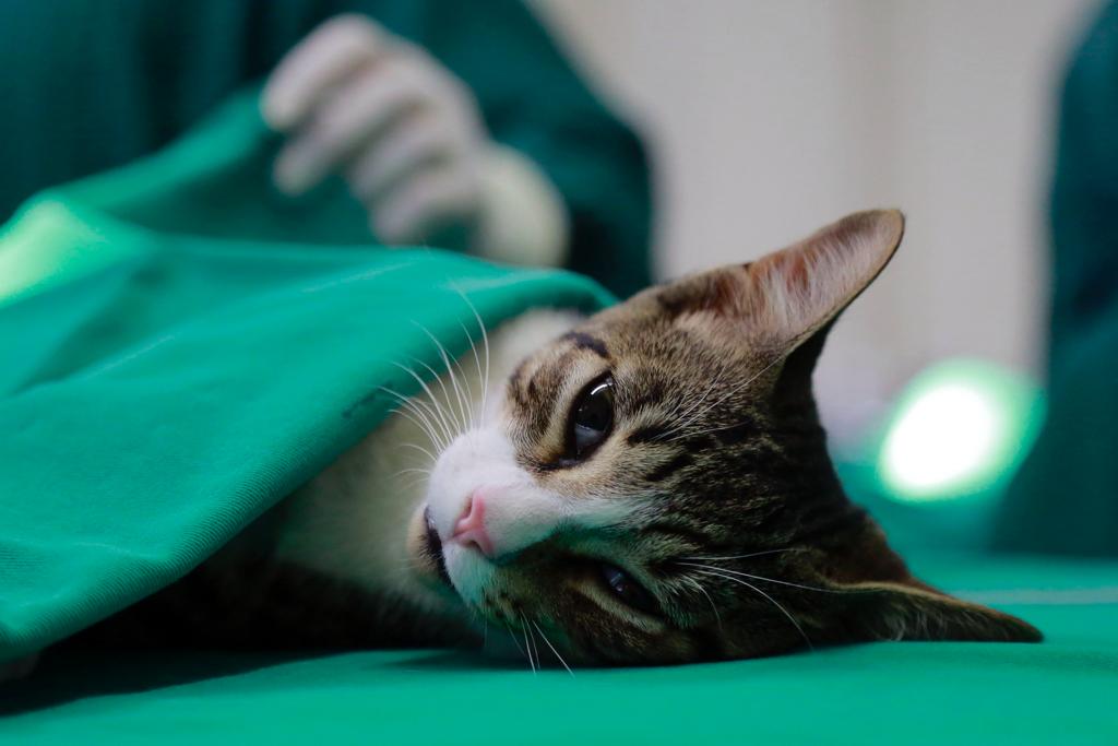 Calendário anual para castração de cães e gatos na cidade é divulgado: em fevereiro são 4.616 vagas - Prefeitura da Cidade do Rio de Janeiro