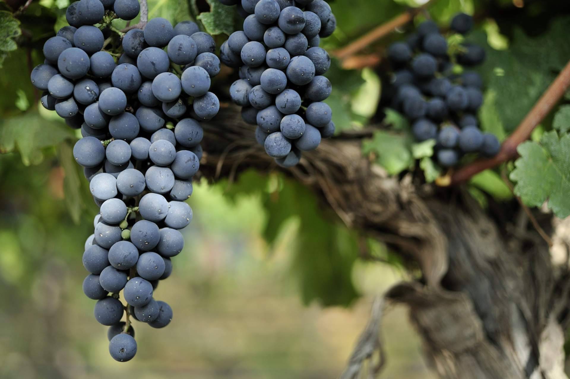 O Malbec Gramado é um dos maiores portais de notícias para os amantes de vinho