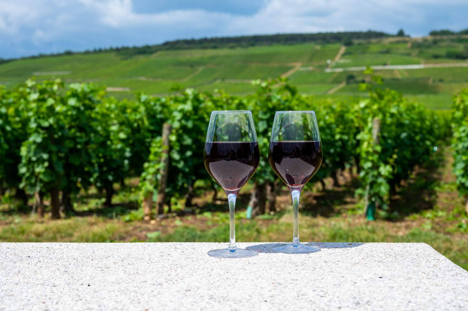 Vinhos da Borgonha, sabor e sofisticação em uma bebida única