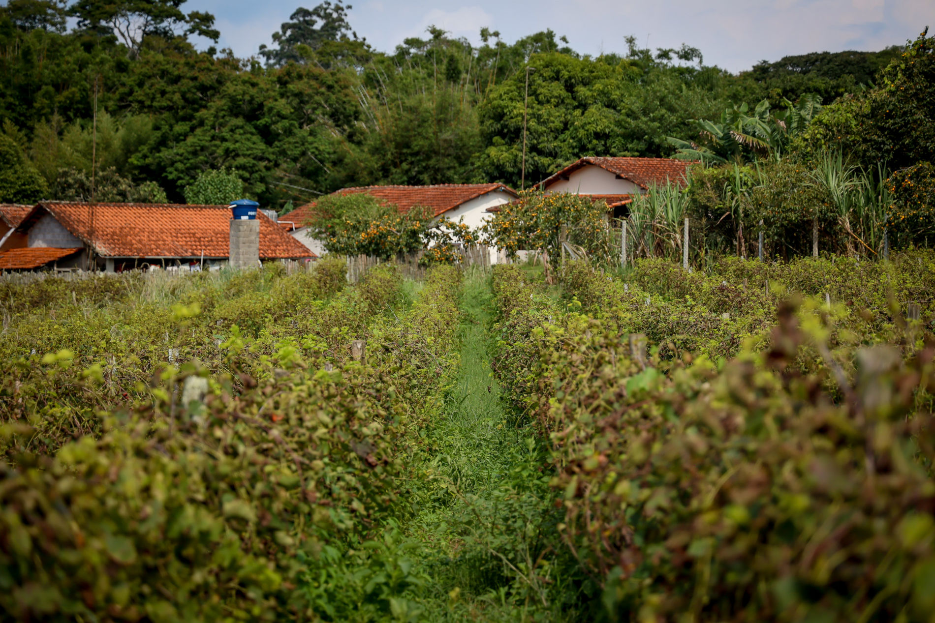 Agroturismo e qualidade de vida mantêm filhos e netos nos negócios da família em Jundiaí