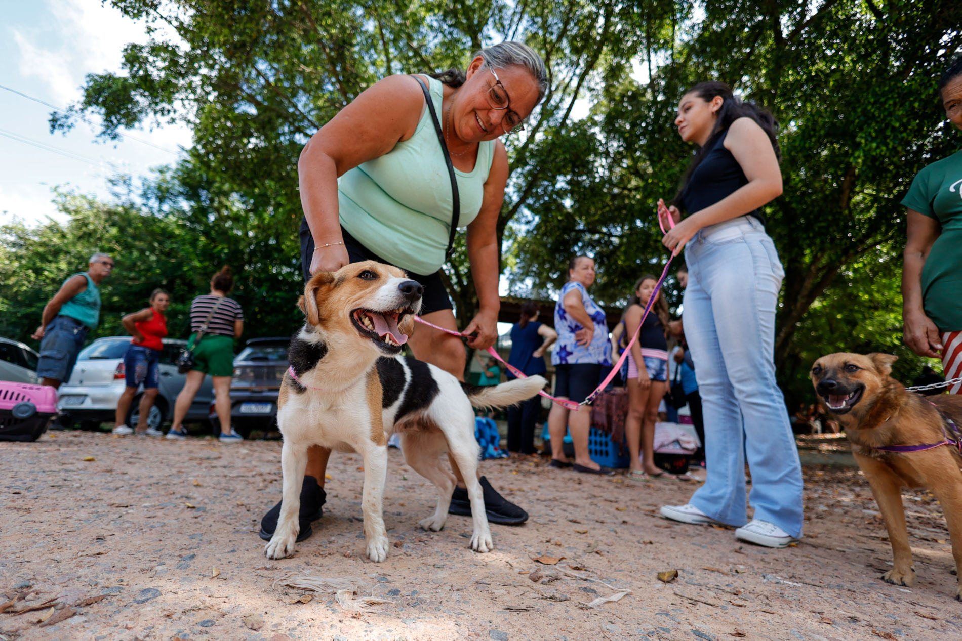Mutirão do DEBEA realiza castração de 119 animais